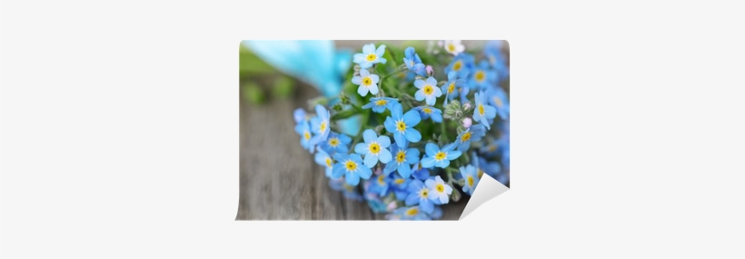 Scorpion Grasses, transparent png