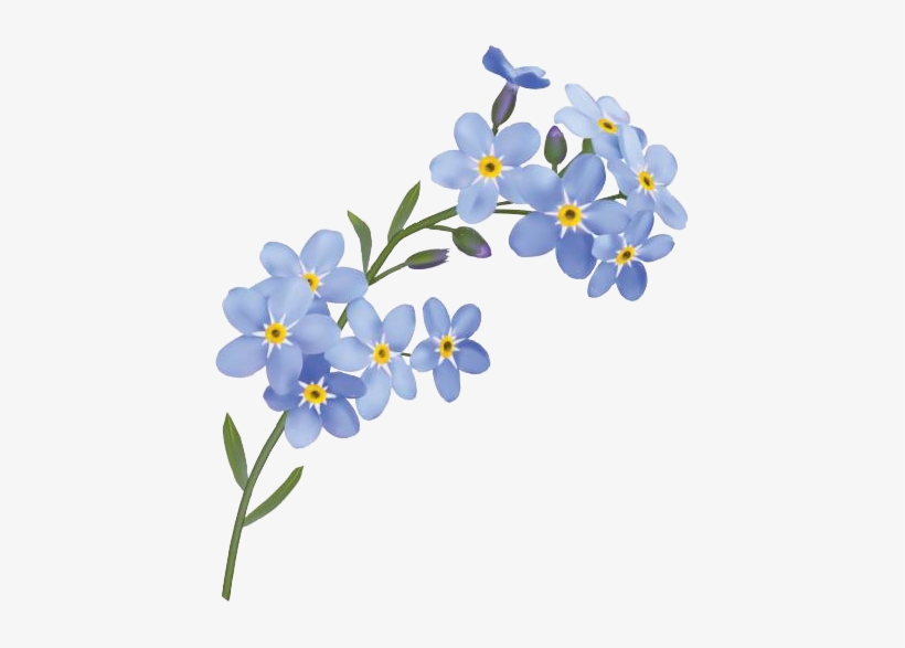 Forget Me Not Flower, transparent png