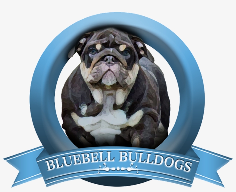 Bulldog, transparent png