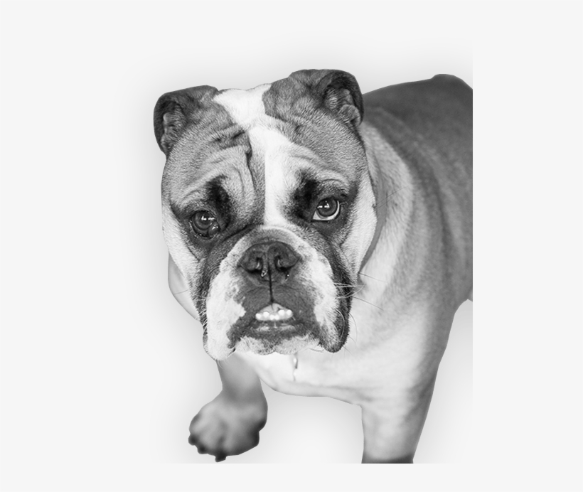 Favorite Music - Boxer, transparent png