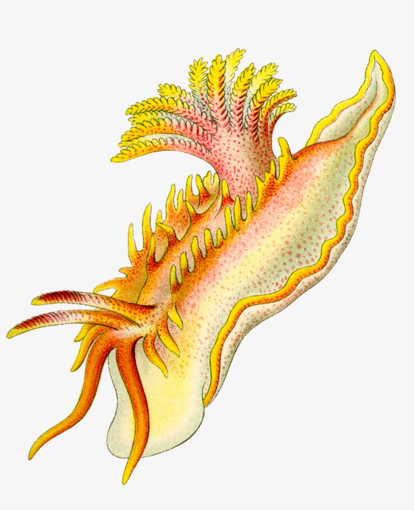 Ernst Haeckel, transparent png