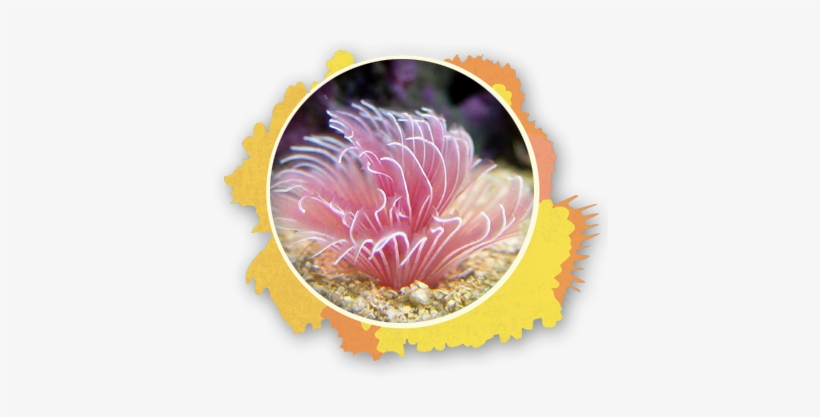 Feather Duster Worm The Snorkel Store Maui Hi - Bispira Guinensis, transparent png