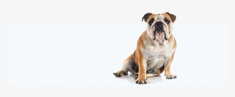 Hiatal Hernia - Eurographics Home Is Where My Dog Is (lbh 70x50x0,4, transparent png