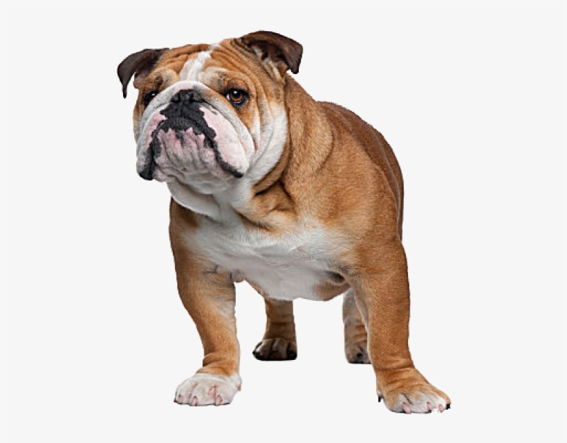 English Bulldog Complete Information About The English - Cat Breeds With A Dog, transparent png