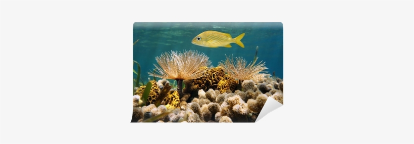 French Grunt Fish Above Feather Duster Worms And Corals - French Grunt, transparent png