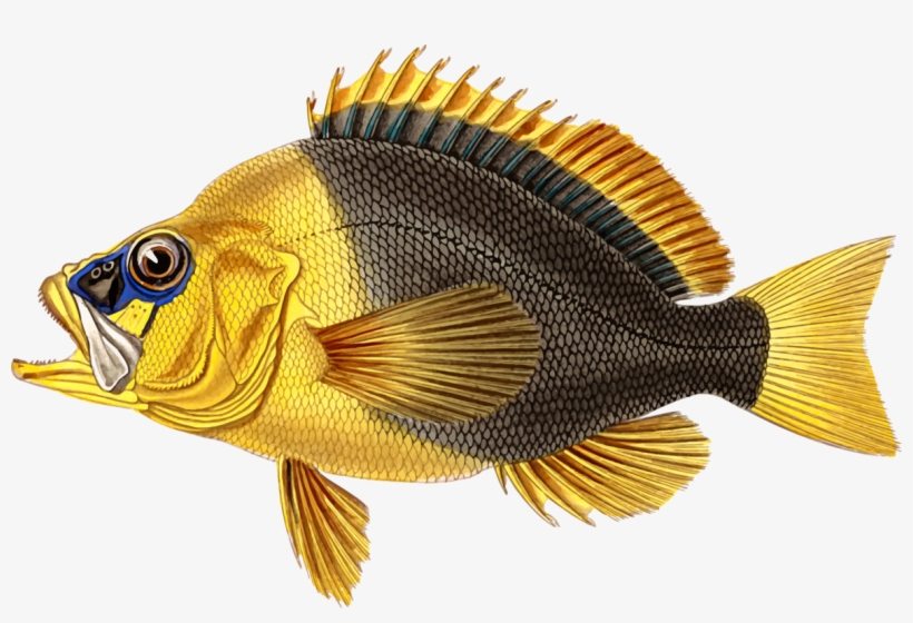 Birthday Gift Greeting & Note Cards Fishing Party - Birthday, transparent png