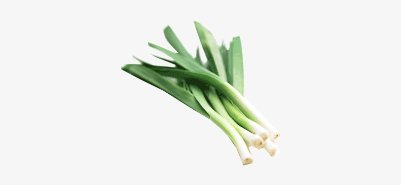 Leek Png - Baby Leek, transparent png