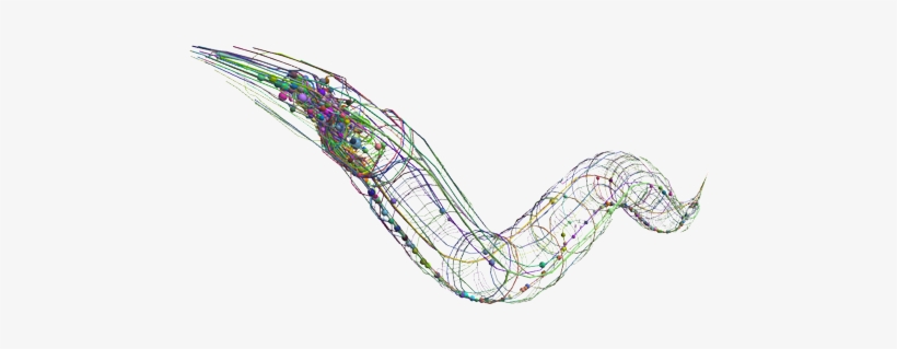 Openwormtransparent - Roundworms, transparent png