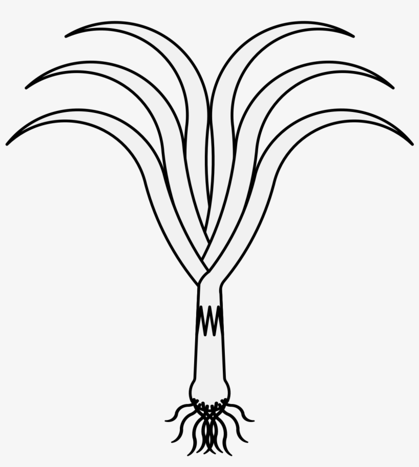 Details, Png - Taco, transparent png