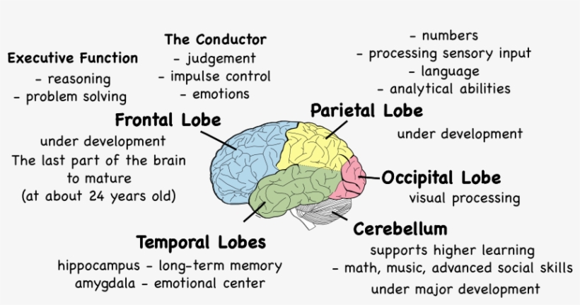 Alzheimer's Disease Affects The Brain, transparent png