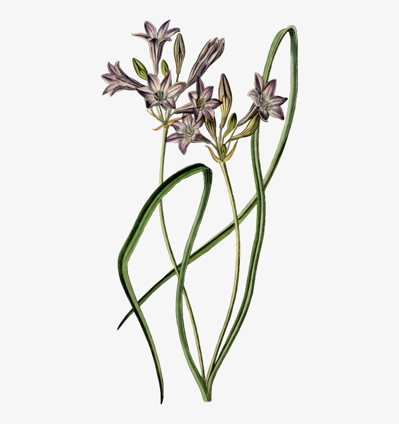 Medium Image - Posterazzi Loose-flowering Tritelia Or Ithuriels Spear, transparent png