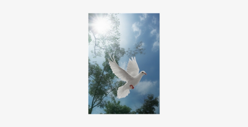 Peggy Colt In The Way Of The Dove, transparent png