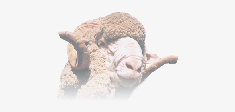 Bighorn, transparent png