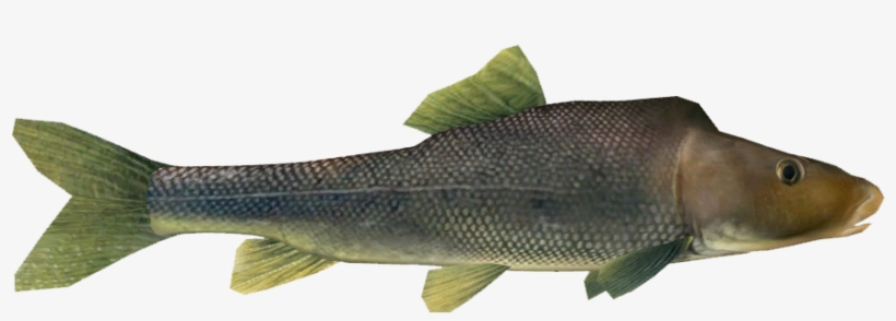 Razorback Sucker - Colorado Plateau, transparent png