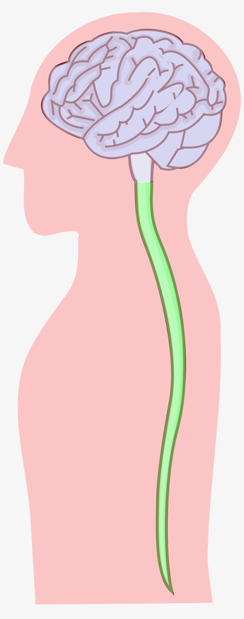 Open - Central Nervous System Png, transparent png