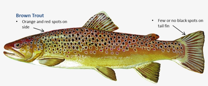 Brown Trout, transparent png