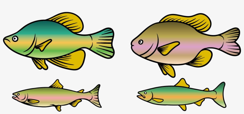 Rainbow Trout Clipart At Getdrawings - Trout Clipart, transparent png