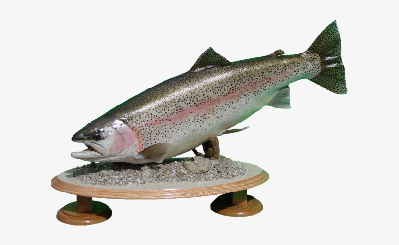 Rainbow Trout Mount - Rainbow Trout, transparent png