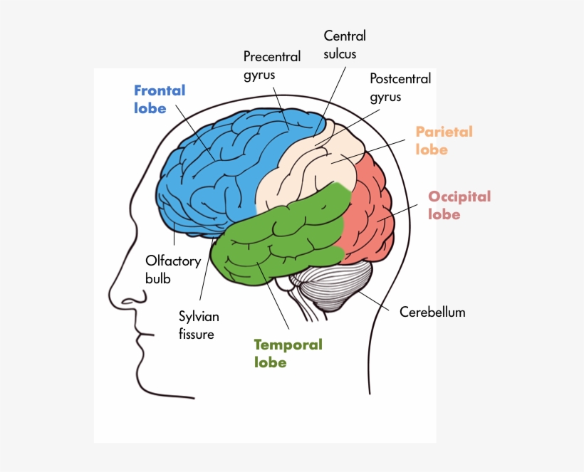 Four Lobes Of The Brain In The Front We Have The Frontal - Mammalian Nervous System, transparent png
