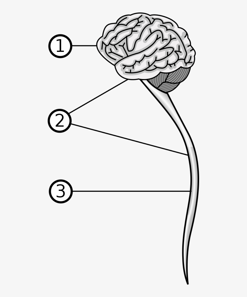 Central Nervous System - Central Nervous System Svg, transparent png