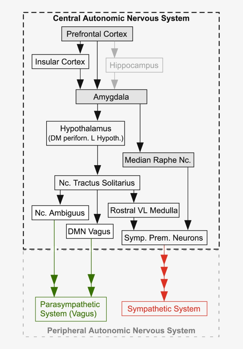 Simplified Diagram Of The Central Autonomic Nervous - Central Autonomic Nervous System, transparent png