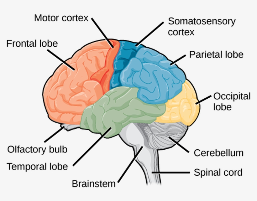 The Central Nervous System - Cerebral Cortex Lobes, transparent png