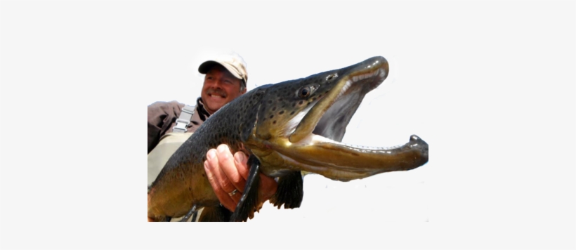 Fishing At Rainbow Is Legendery - Pull Fish Out Of Water, transparent png