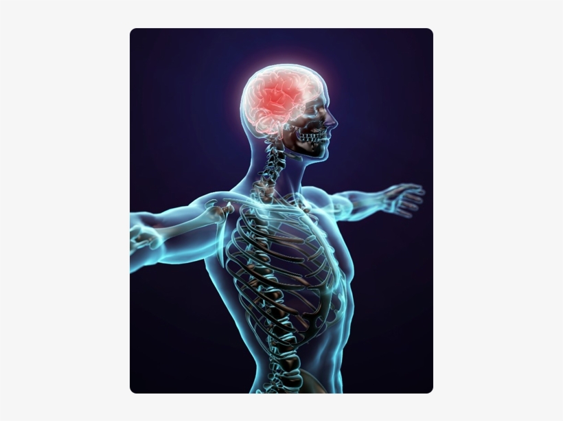 We Take Up And Heal All The Patients Of Nervous System - Human Body Png, transparent png
