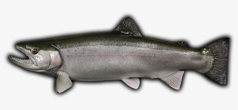 25" Rainbow Trout Fish Mount Replica - Touladi, transparent png