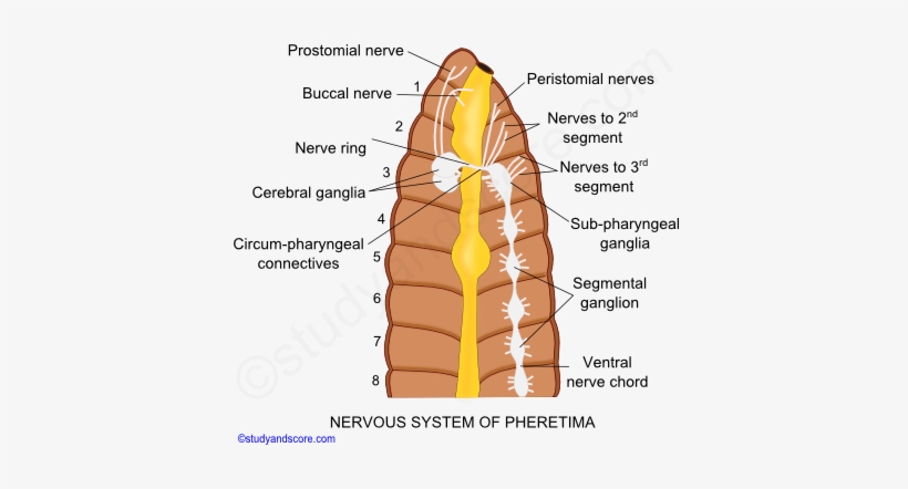 Earthworm Nervous System, Earthworm Sense Organs, Central - Receptors Earthworm, transparent png