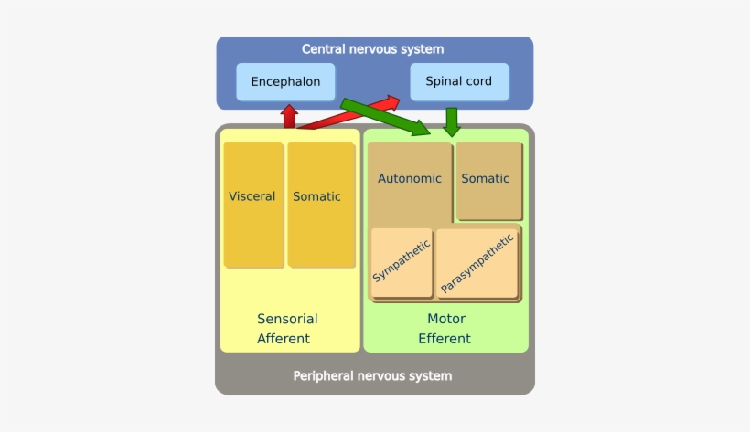 Peripheral Nervous System - Nervous System, transparent png