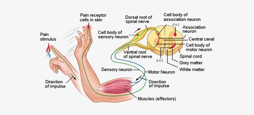 A Reflex Arc Is The Nerve Pathway That Leads From Stimulus - Sensory And Motor Nerve, transparent png