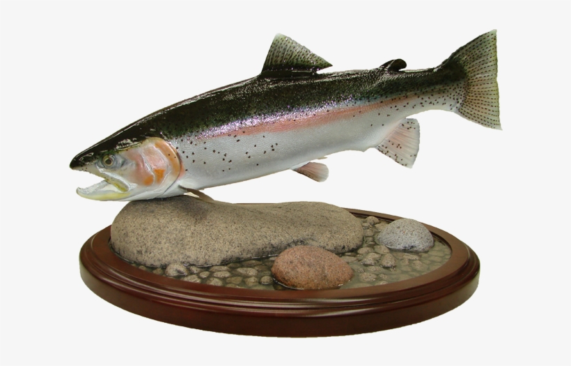 Rainbow Trout Mount - Coastal Cutthroat Trout, transparent png
