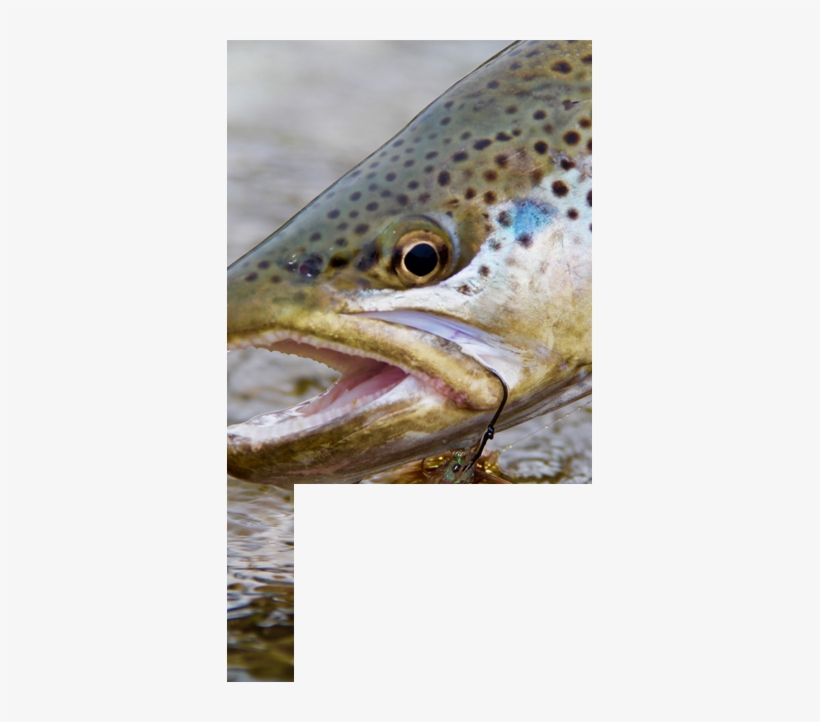Crazy Rainbow Fly Fishing Guided Vacations Private - Fly Fishing, transparent png