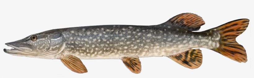 Http - //www - Fishbuoy - Com/images/images/fish Species - Northern Pike, transparent png