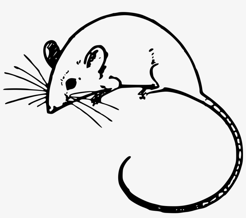 Clipart Png Mouse - Mouse Clipart Transparent, transparent png