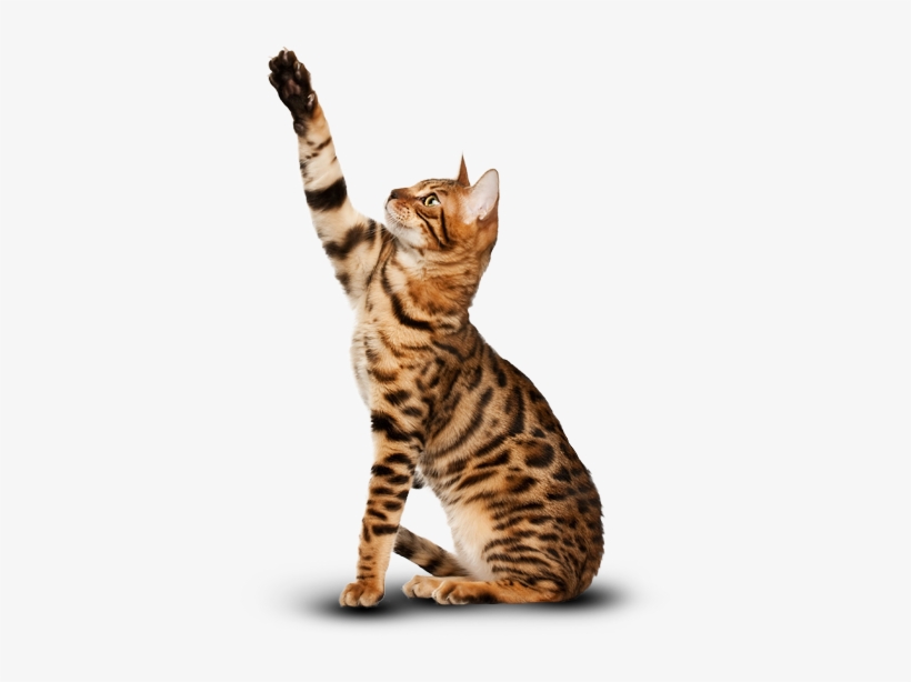 Bengal Cat - Happy Earth Day Cat, transparent png