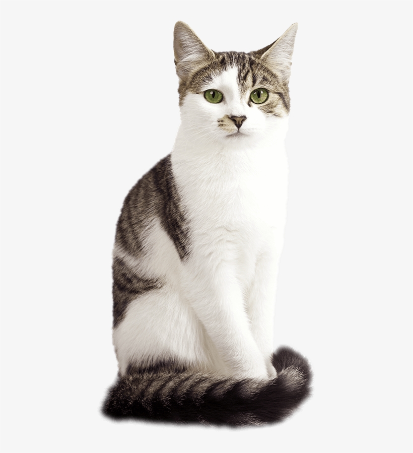 Harringtons Cat - American Wirehair Png, transparent png