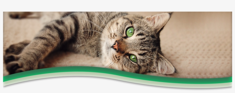 Surgery Services - Sauk Prairie Small Animal Hospital And Shamrock Pet, transparent png