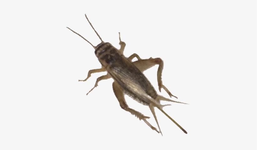 Crickets - House Cricket, transparent png