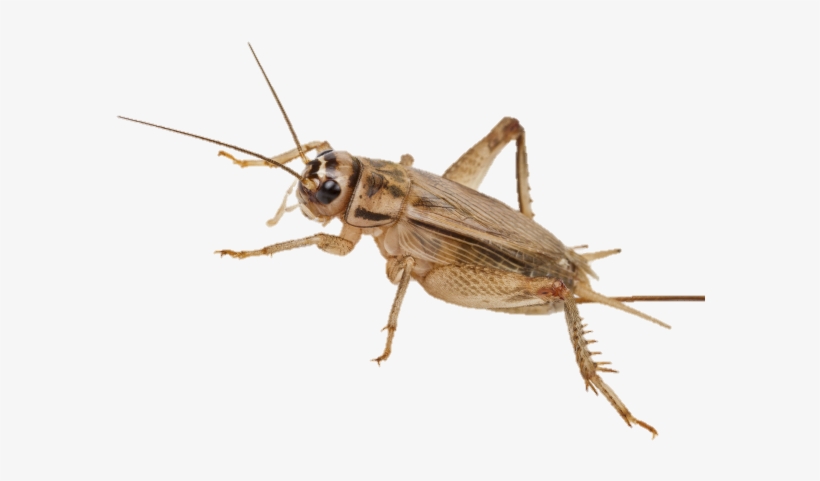 Eat Crickets - Cricket Transparent, transparent png