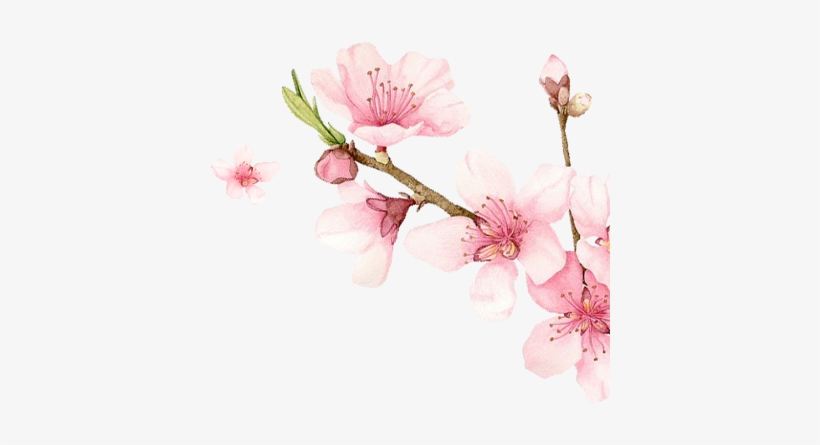 Meiji Indonesian Pharmaceutical Industries - Sakura Extract, transparent png