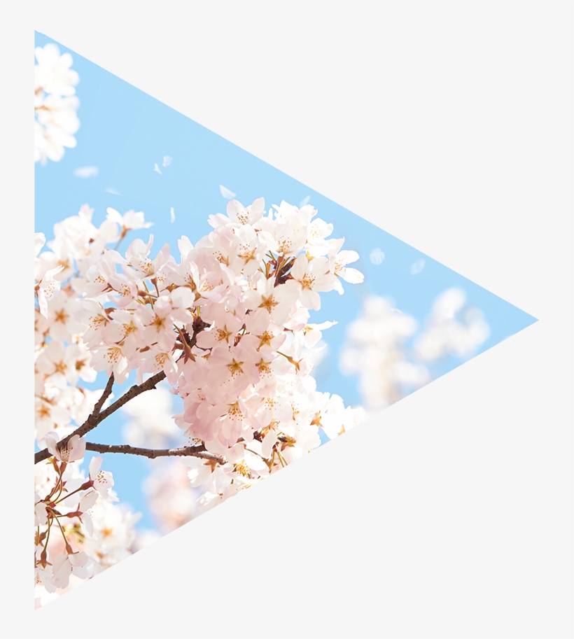 桜 - Cherry Blossom, transparent png