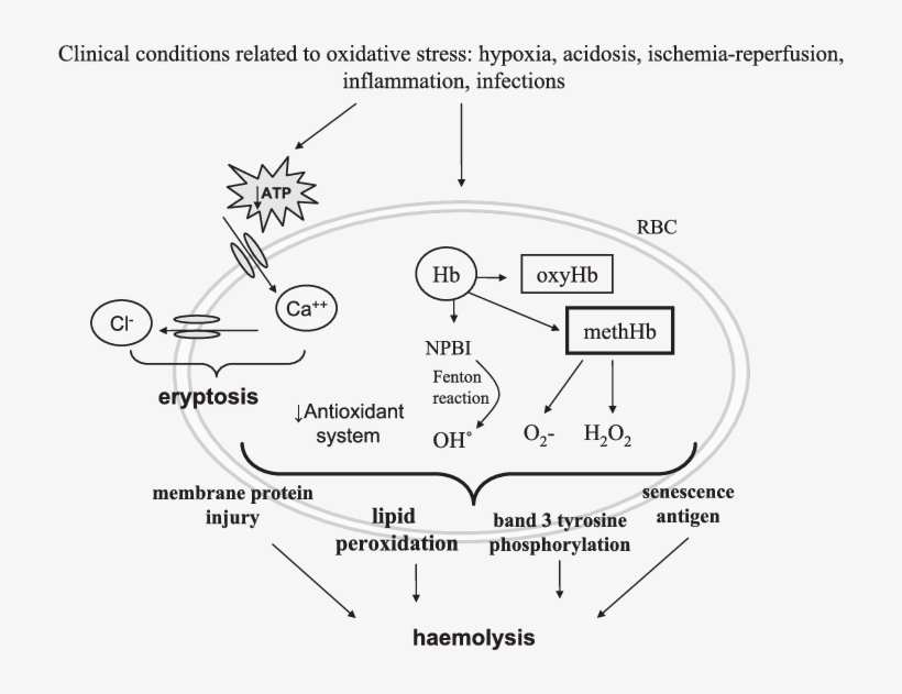 Concise Mechanisms Involved In Red Blood Cells Haemolysis - Lay Red Blood Cell Oxidative Stress, transparent png
