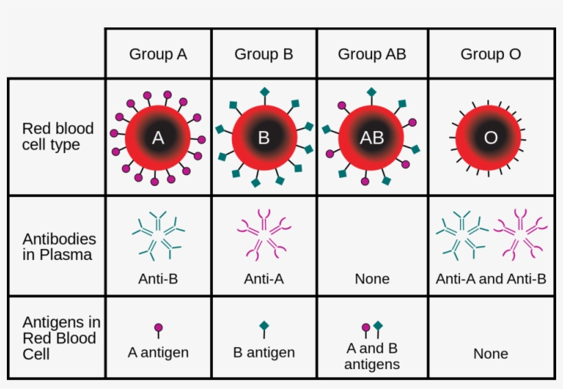 Blood Types - Blood Groups, transparent png