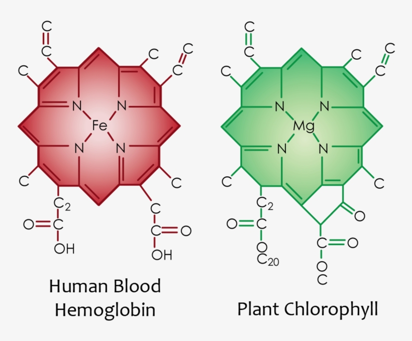 Red Blood Cell Structure Of Chlorophyll And Haemoglobin 800x624 PNG