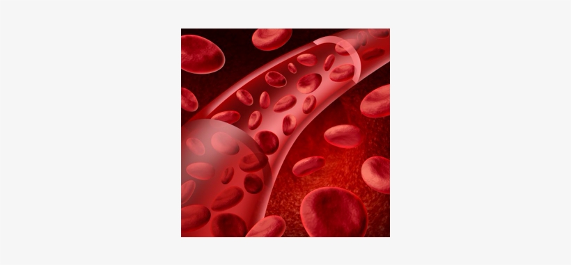 For A It Goes Through A Process Called Erythopoesis - Blood Cells Circulatory System, transparent png