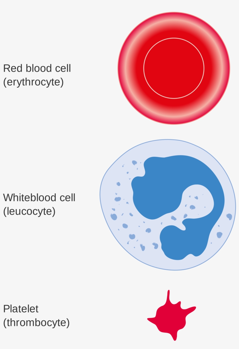 Open - Blood White Cells Png, transparent png