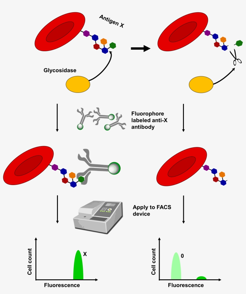 Scheme Illustrating The Detection Of Blood Antigens - Antigen Erythrocyte, transparent png