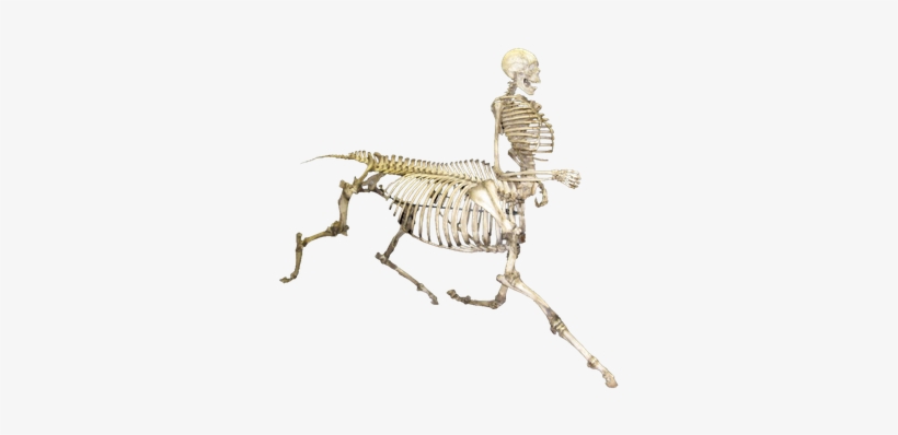Free Icons Png - Skeletons Png, transparent png